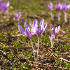 Fototapeta premium Purple autumn crocus, a herald of autumn and a harbinger of the coming winter, are the delicate flowers on the mown reed meadows. sunny day with Croc-strewn field, lilac poisonous flower on meadow