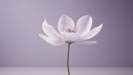 Obraz premium Beautiful roses on a purple background, a single flower falling on the floor. A flower background walpaper