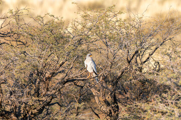 Pale chanting goshawk in Kgalagadi Transfrontier Park, South Africa