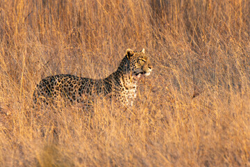 Leopard in Pilanesberg National Park, South Africa