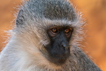 Close up of baboon, Kruger National Park, South Africa