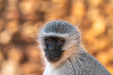 Close up of baboon, Kruger National Park, South Africa