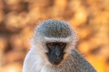 Close up of baboon, Kruger National Park, South Africa