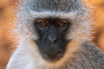 Close up of baboon, Kruger National Park, South Africa