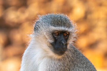 Close up of baboon, Kruger National Park, South Africa