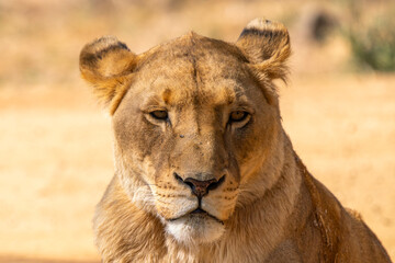 Close up of lioness, Kruger National Park, South Africa