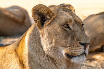Close up of lioness, Kruger National Park, South Africa