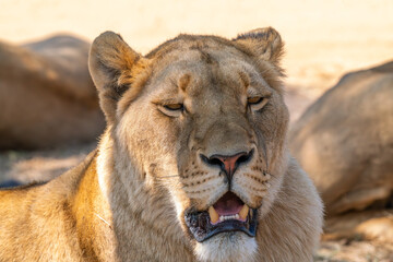 Close up of lioness, Kruger National Park, South Africa