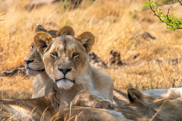 Close up of lioness, Kruger National Park, South Africa