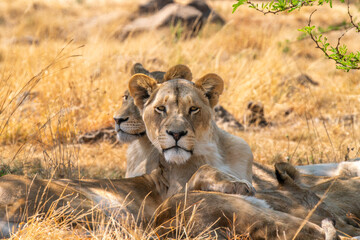 Close up of lioness, Kruger National Park, South Africa