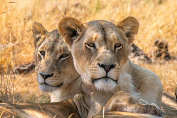 Close up of lioness, Kruger National Park, South Africa