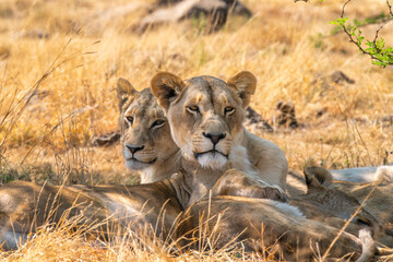 Close up of lioness, Kruger National Park, South Africa