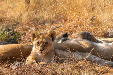 Close up of lion cub, Kruger National Park, South Africa