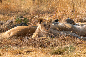 Close up of lion cub, Kruger National Park, South Africa