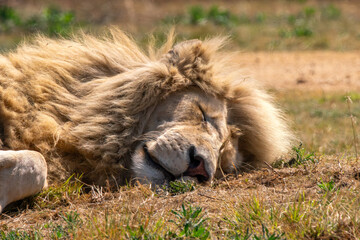 Naklejka premium Close up of a lion, Kruger National Park, South Africa