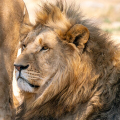 Close up of a lion, Kruger National Park, South Africa