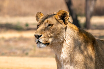 Close up of lioness, Kruger National Park, South Africa