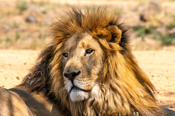 Close up of a lion, Kruger National Park, South Africa