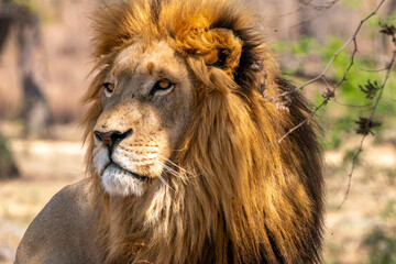 Close up of a lion, Kruger National Park, South Africa