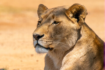 Close up of lioness, Kruger National Park, South Africa