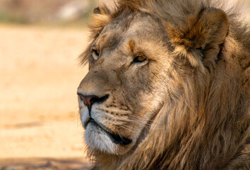 Close up of a lion, Kruger National Park, South Africa