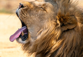 Close up of roaring lion, Kruger National Park, South Africa