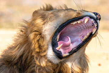 Close up of roaring lion, Kruger National Park, South Africa