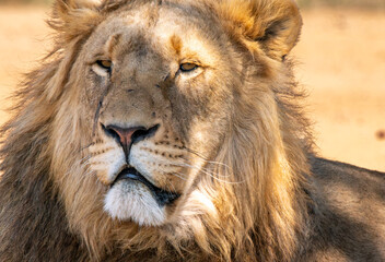 Close up of a lion, Kruger National Park, South Africa