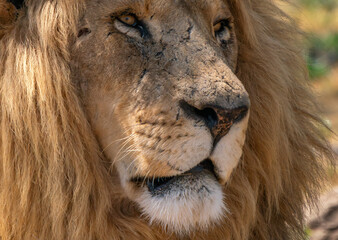 Close up of a lion, Kruger National Park, South Africa