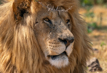 Close up of a lion, Kruger National Park, South Africa