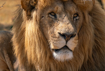 Close up of a lion, Kruger National Park, South Africa