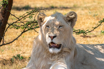 Close up of white lion, Kruger National Park, South Africa