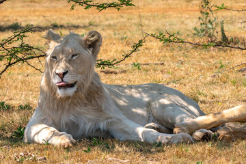 Close up of white lion, Kruger National Park, South Africa