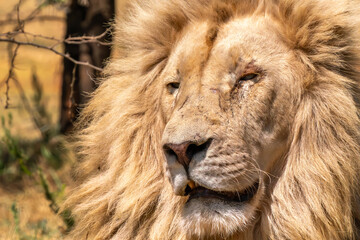 Close up of a lion, Kruger National Park, South Africa