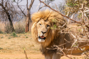 Close up of a lion, Kruger National Park, South Africa