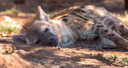 Close up of spotted hyena, Kgalagadi Transfrontier Park, South Africa