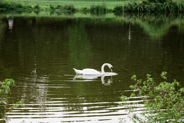 swans on the lake