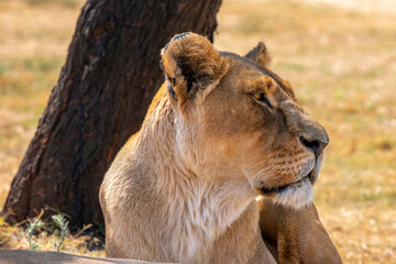 Close up of lioness, Kruger National Park, South Africa