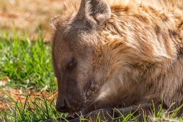 Close up of spotted hyena, Kgalagadi Transfrontier Park, South Africa