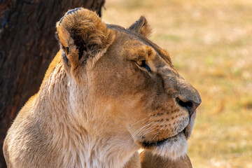 Close up of lioness, Kruger National Park, South Africa