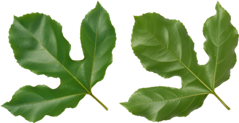 passion fruit plant leaves isolated white background, glossy textured evergreen with deep three lobed large passiflora edulis foliage, top view of both sides