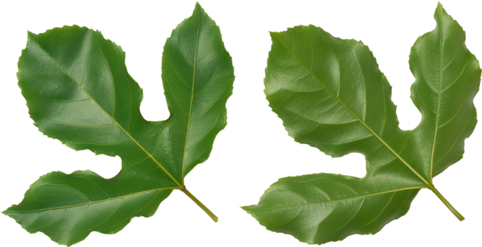 passion fruit plant leaves isolated white background, glossy textured evergreen with deep three lobed large passiflora edulis foliage, top view of both sides