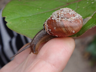 Grove snail (Cepaea nemoralis), also known as brown-lipped snail, moving from a leaf onto a human hand