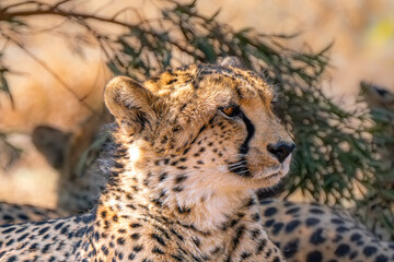 Close up of cheetah, Kgalagadi Transfrontier Park, South Africa