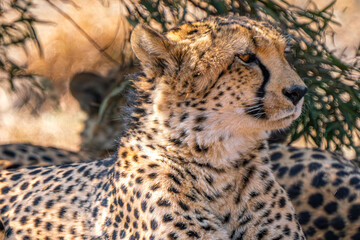 Close up of cheetah, Kgalagadi Transfrontier Park, South Africa