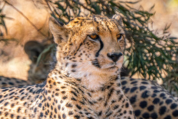 Close up of cheetah, Kgalagadi Transfrontier Park, South Africa