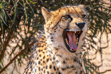 Close up of roaring cheetah, Kgalagadi Transfrontier Park, South Africa