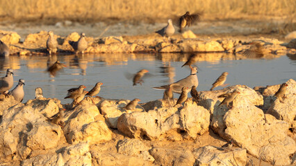 Cape Turtle Dove, in Kgalagadi Transfrontier Park, South Africa