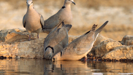 Cape Turtle Dove, in Kgalagadi Transfrontier Park, South Africa