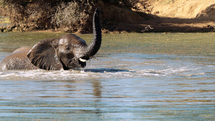 Fototapeta premium Elephant in the Kruger National Park, South Africa